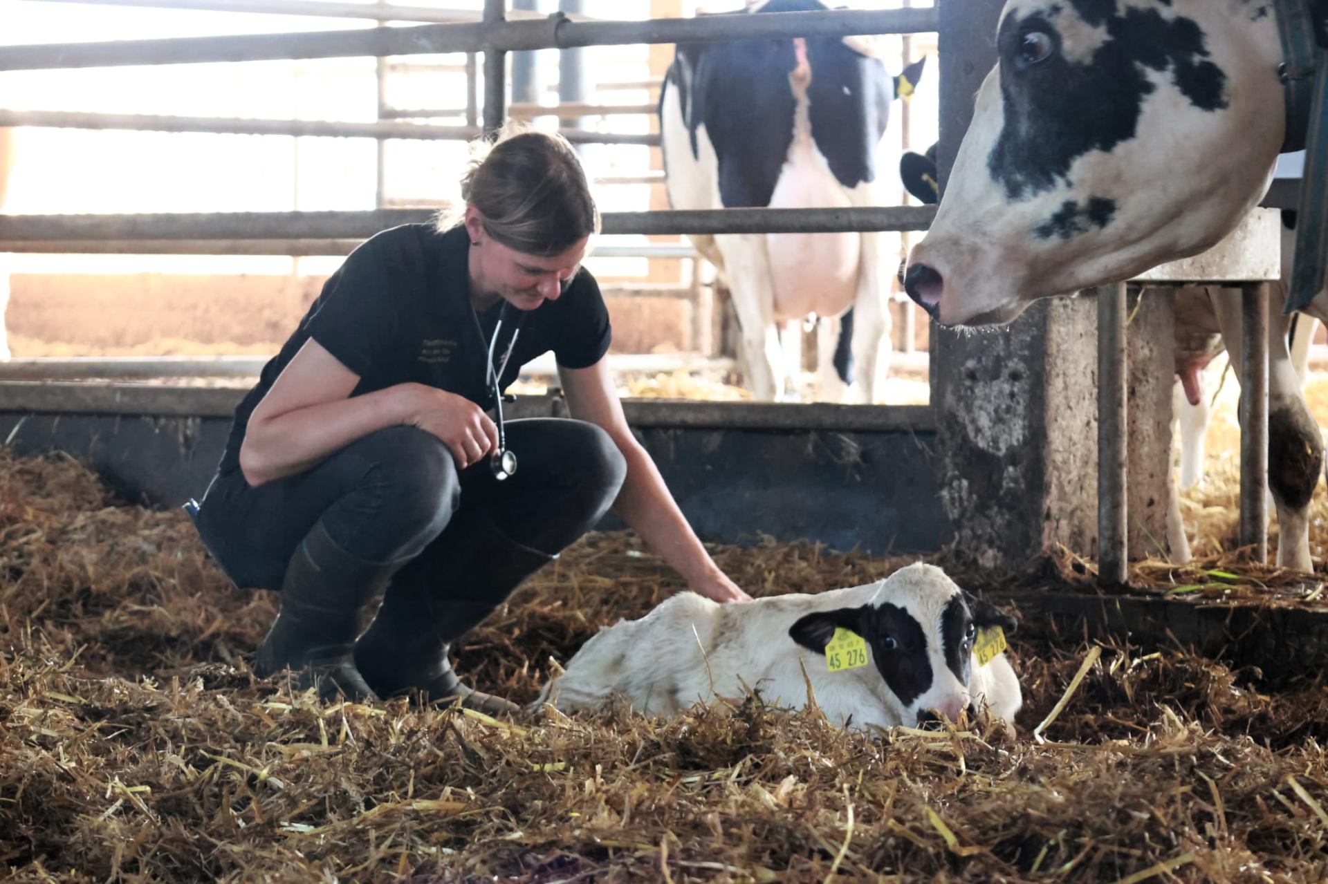 Tierärztin bei der Untersuchung eines Kalbes im Stall