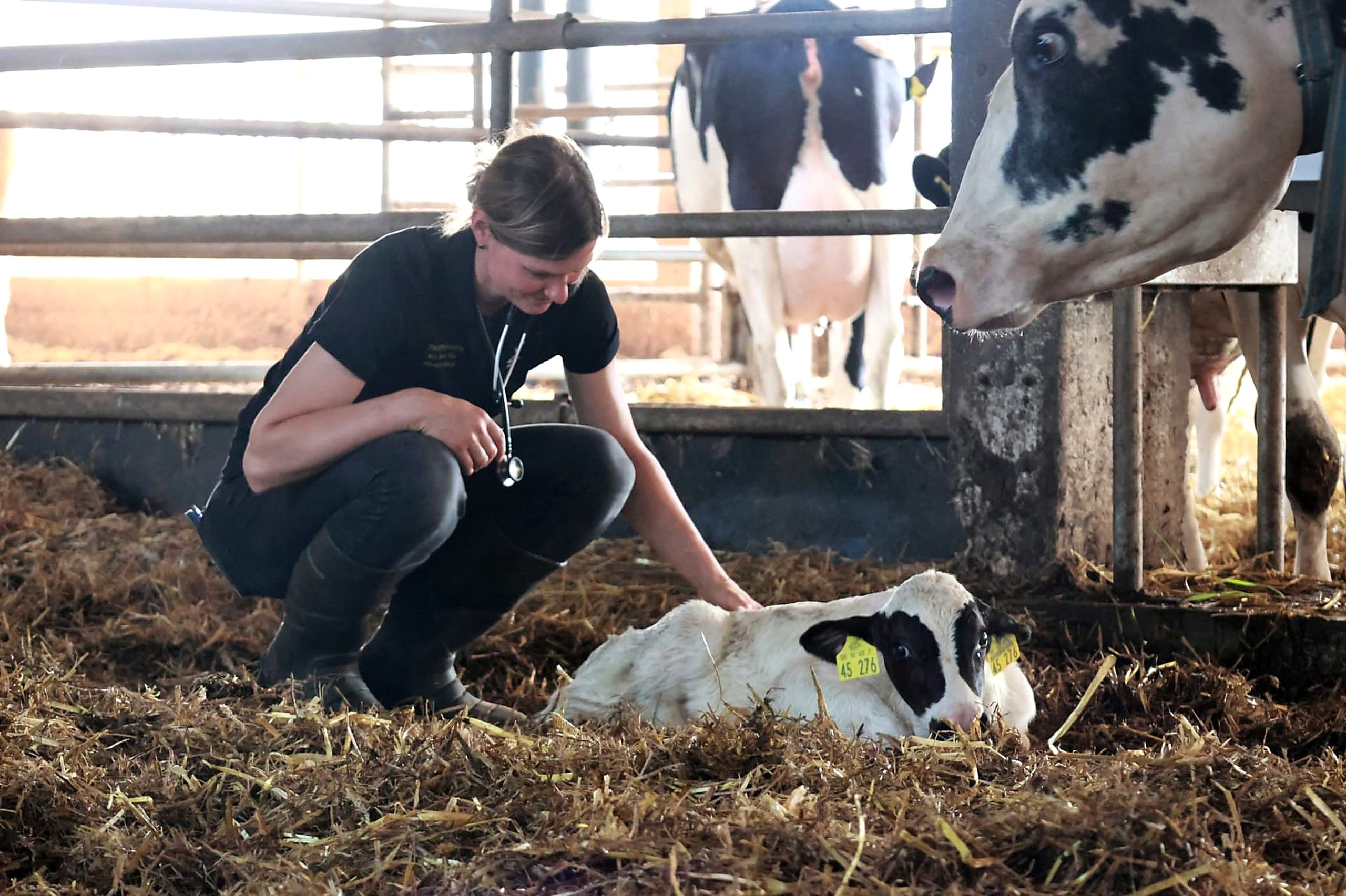 Tierärztin bei der Untersuchung eines Kalbes im Stall