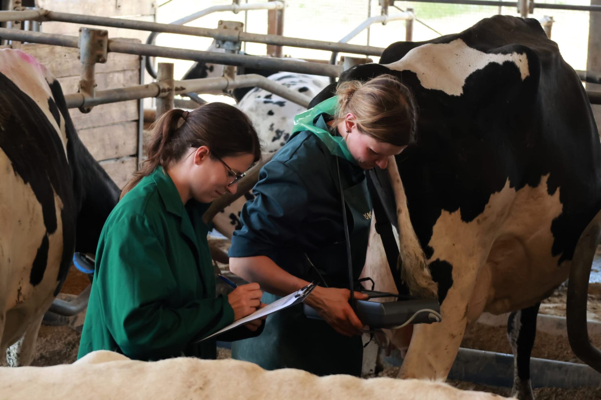 Tierärztin führt Ultraschalluntersuchung an einer Kuh durch
