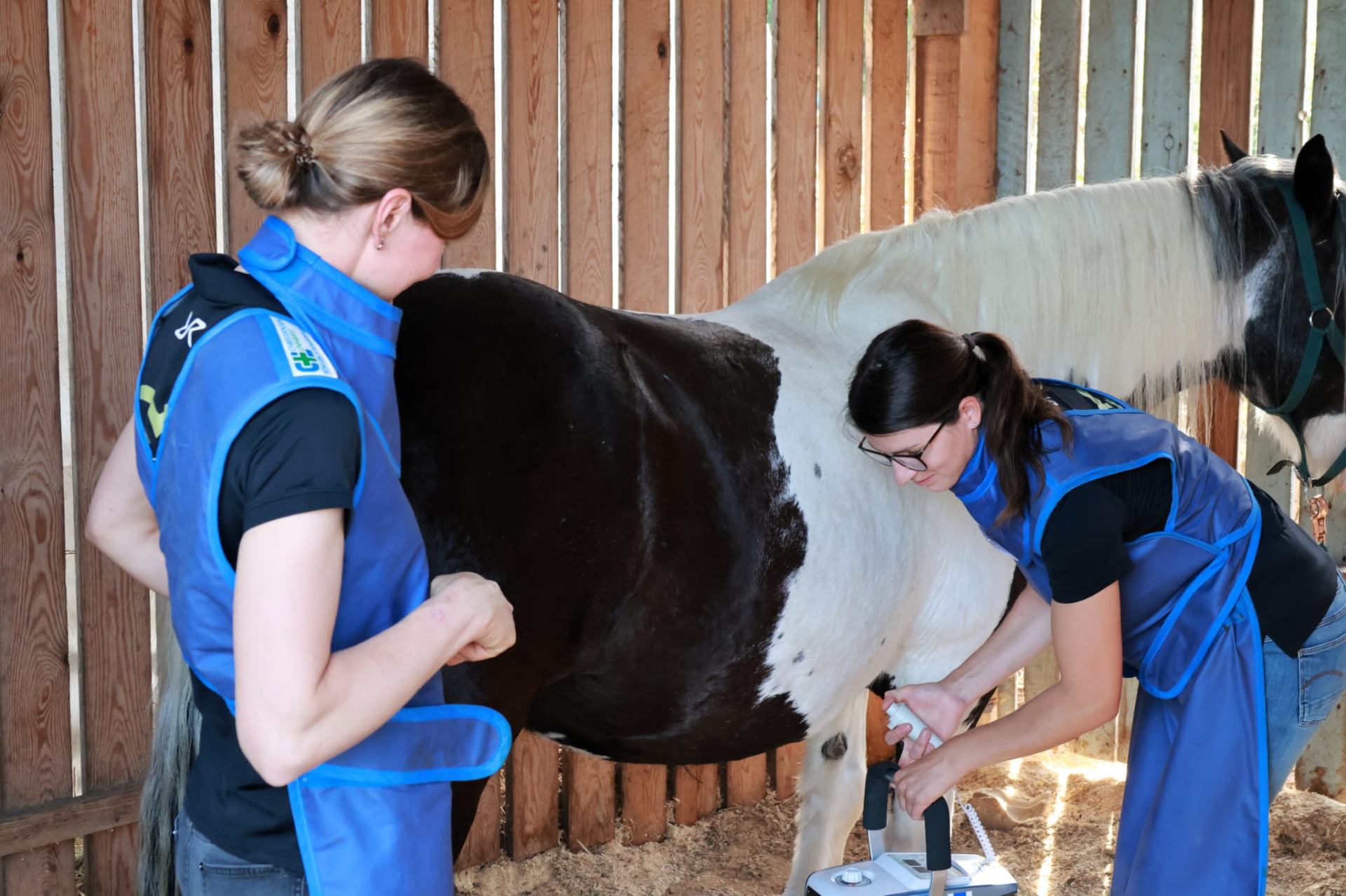 Tierärztin untersucht ein Pferd im Stall